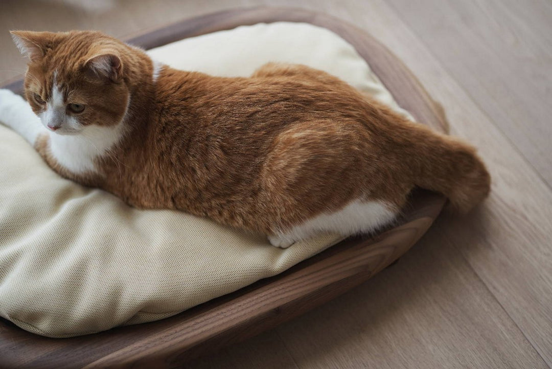 轉數快可享額外折扣優惠| KARIMOKU CAT Bed | Authorized Dealer for